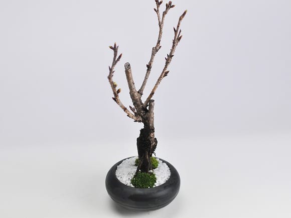 【母の日】5月開花 遅咲きの桜盆栽 和モダン 信楽焼陶器鉢 宗蔵作
