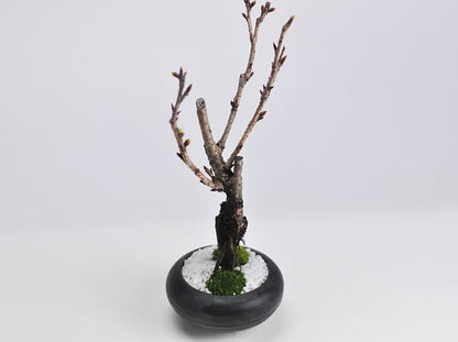 【母の日】5月開花 遅咲きの桜盆栽 和モダン 信楽焼陶器鉢 宗蔵作