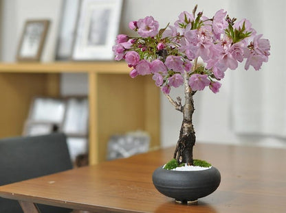 【母の日】5月開花 遅咲きの桜盆栽 和モダン 信楽焼陶器鉢 宗蔵作