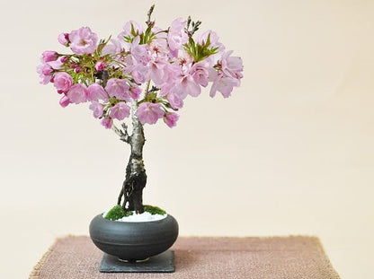 【母の日】5月開花 遅咲きの桜盆栽 和モダン 信楽焼陶器鉢 宗蔵作