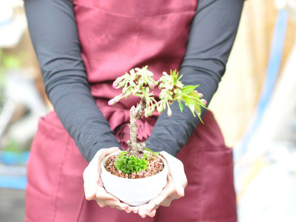 遅咲きの桜盆栽 ミニ桜 白波和鉢 の盆栽の販売｜盆栽妙 – 盆栽妙 本店