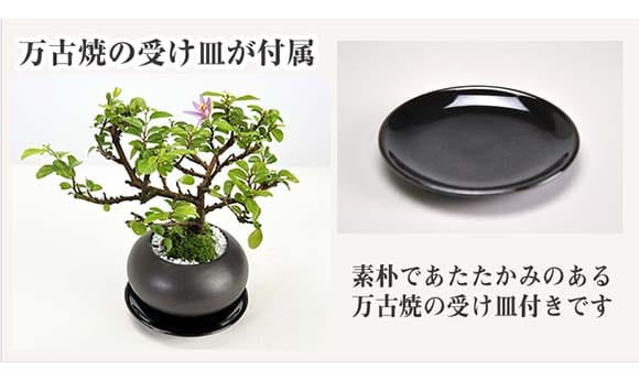 枝振りの良い睡蓮木 受け皿付き