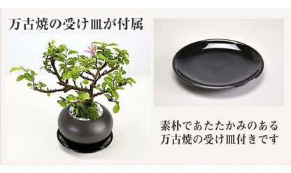 枝振りの良い睡蓮木 受け皿付き