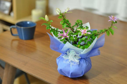 枝振りの良い睡蓮木 受け皿付き