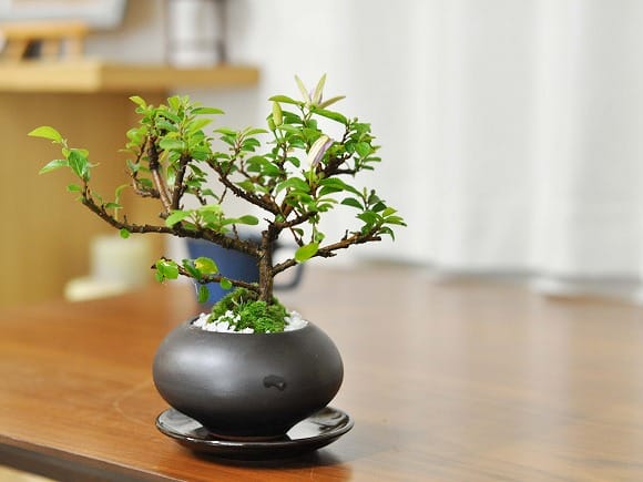 枝振りの良い睡蓮木 受け皿付き