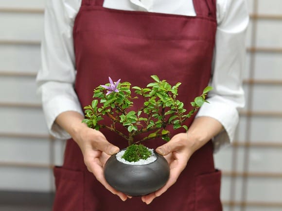 枝振りの良い睡蓮木 受け皿付き