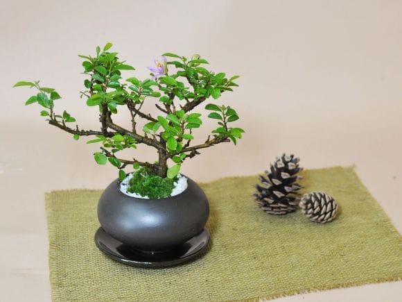 枝振りの良い睡蓮木 受け皿付き