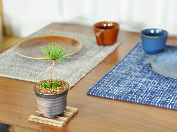 ミニ赤松の盆栽を販売｜入門は盆栽妙 – 盆栽妙 本店