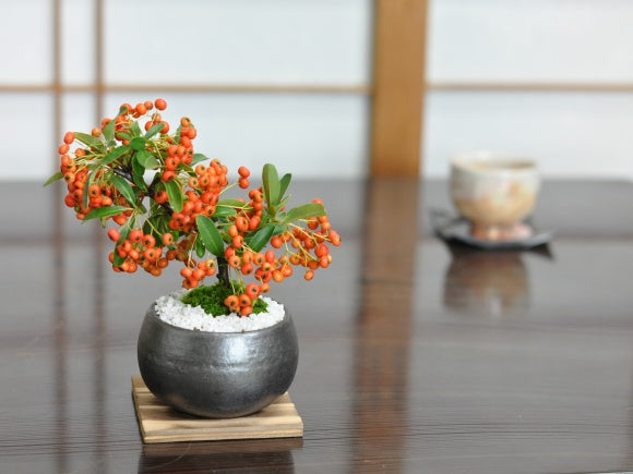 ミニピラカンサの盆栽を販売｜入門は盆栽妙 – 盆栽妙 本店