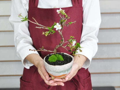 信濃寒桜