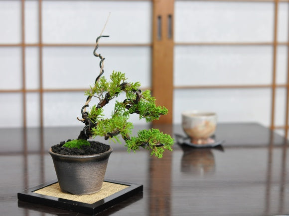 和鉢盆栽鉢すみ切り