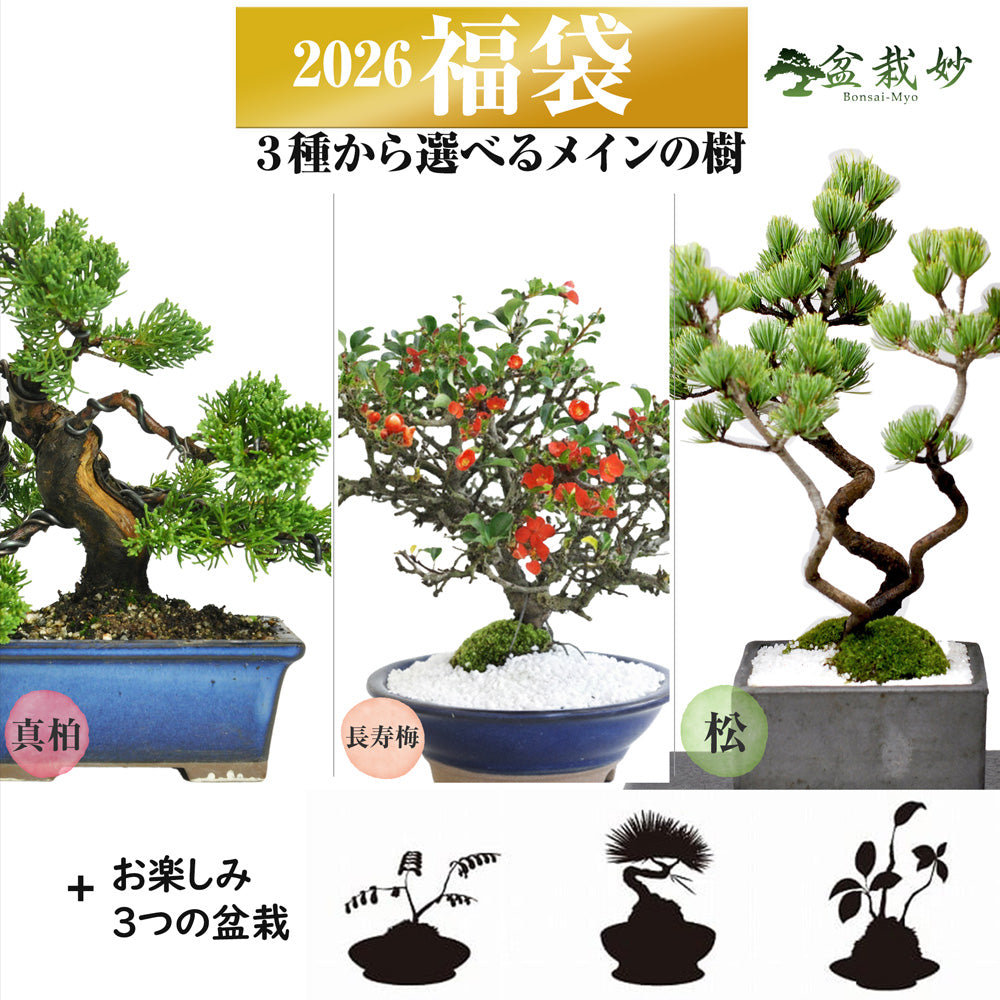 至高の盆栽の福袋