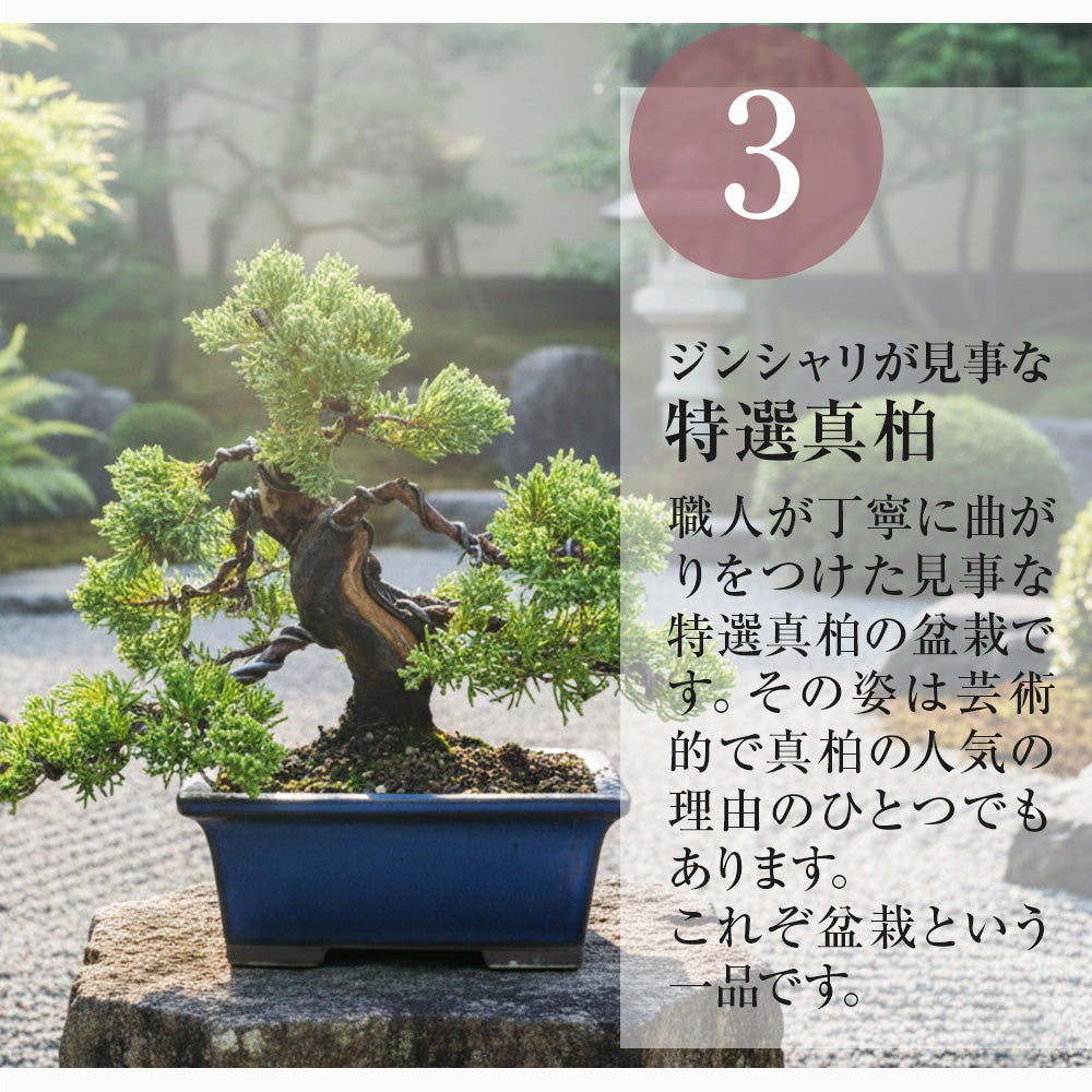 盆栽の福袋を販売｜盆栽妙 – 盆栽妙 本店