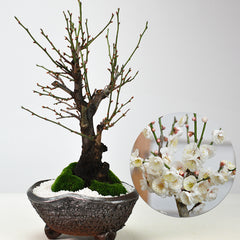 【希少】盆栽　梅　野梅　生産者減少 野梅の盆栽を販売｜入門は盆栽妙 – 盆栽妙 本店