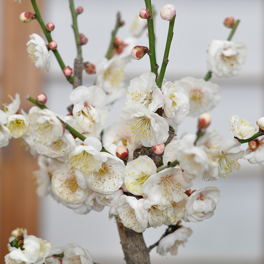 野梅の盆栽を販売|入門は盆栽妙 – 盆栽妙 本店