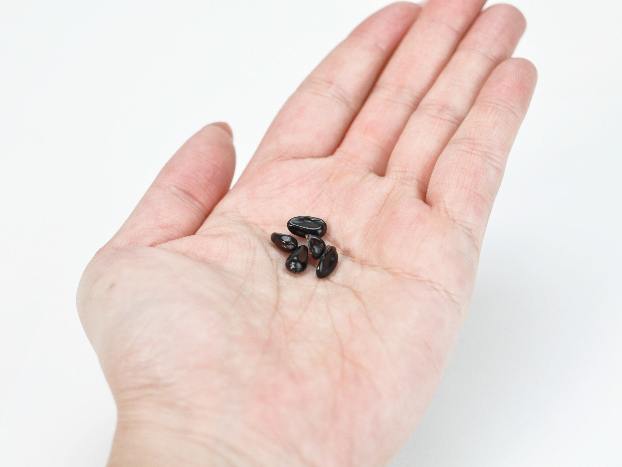 あけびの種子 盆栽の種の販売｜盆栽妙 – 盆栽妙 本店