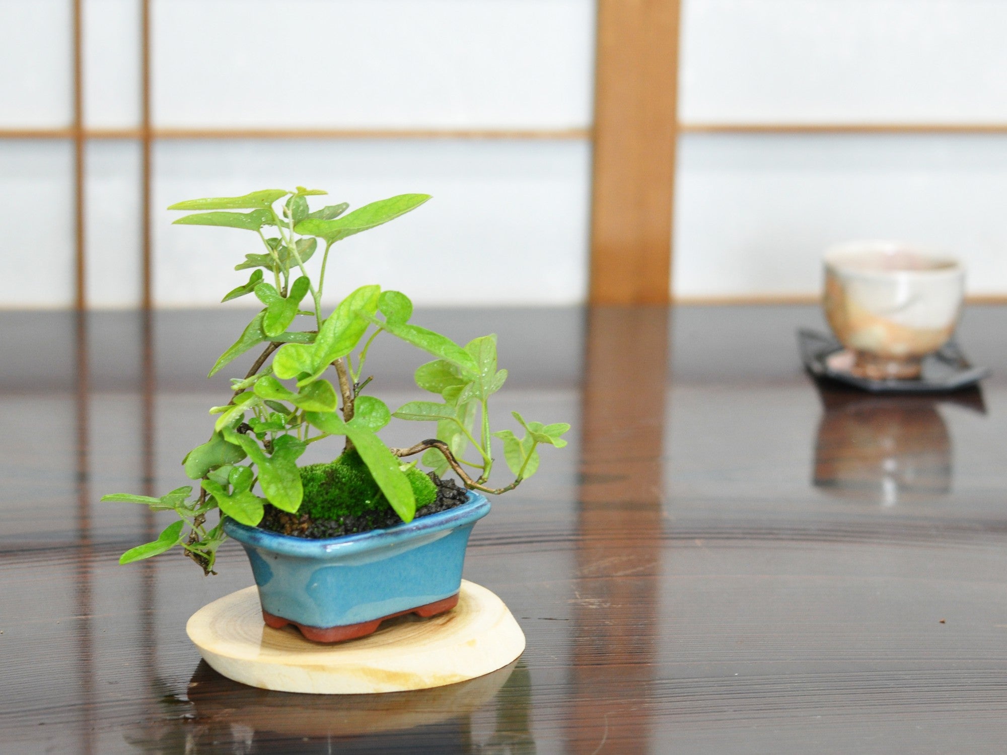 ウマノスズクサ(馬の鈴草)の盆栽の盆栽の販売｜盆栽妙 – 盆栽妙 本店