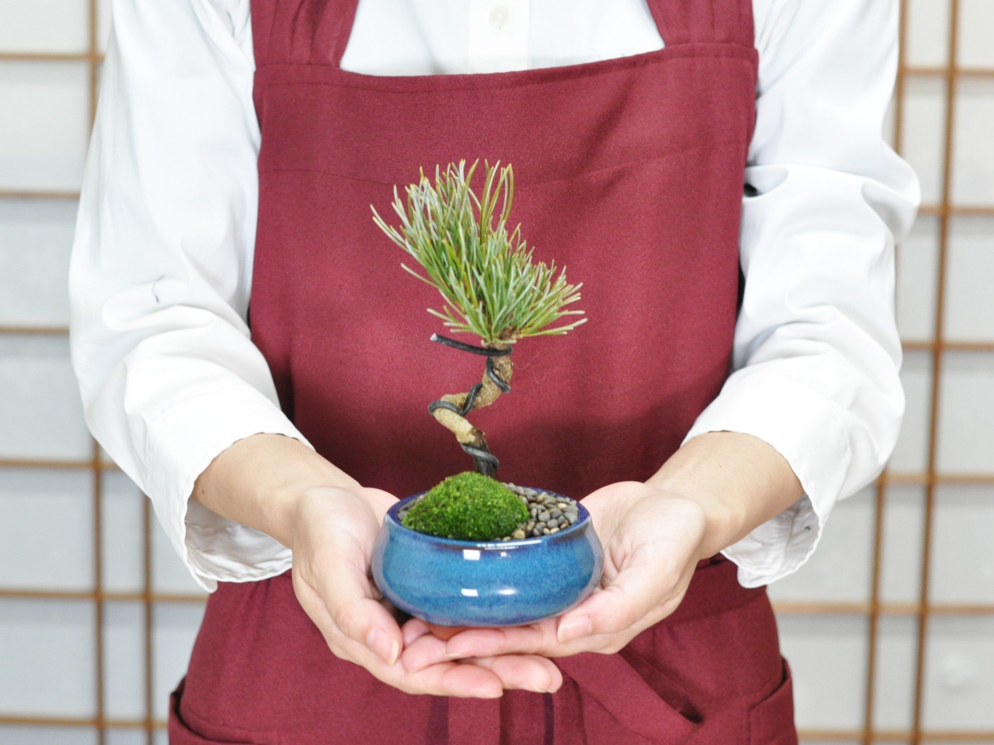 ミニミニ五葉松の盆栽の販売｜盆栽妙 – 盆栽妙 本店