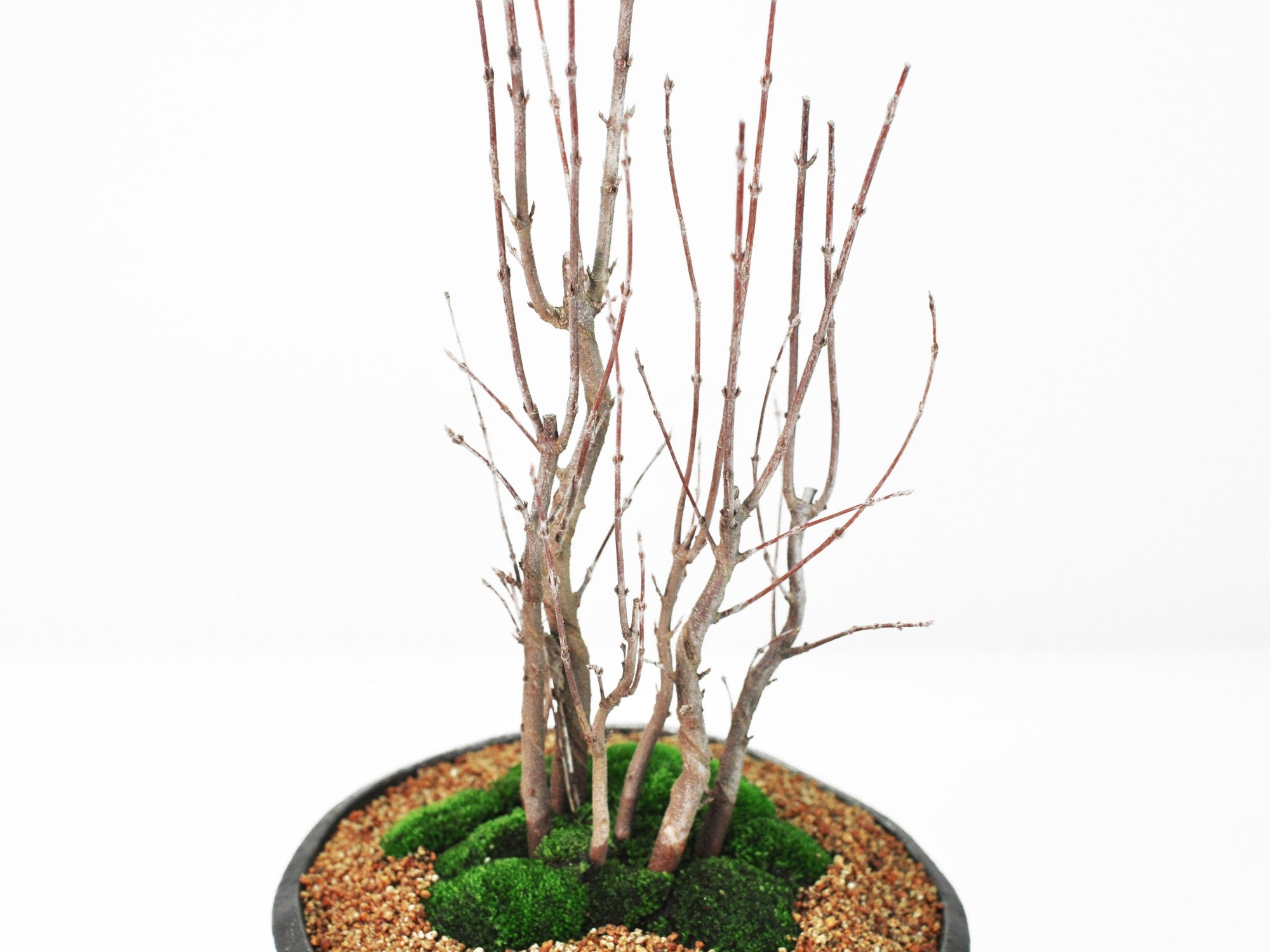 楓の寄植えの盆栽の販売｜盆栽妙 – 盆栽妙 本店