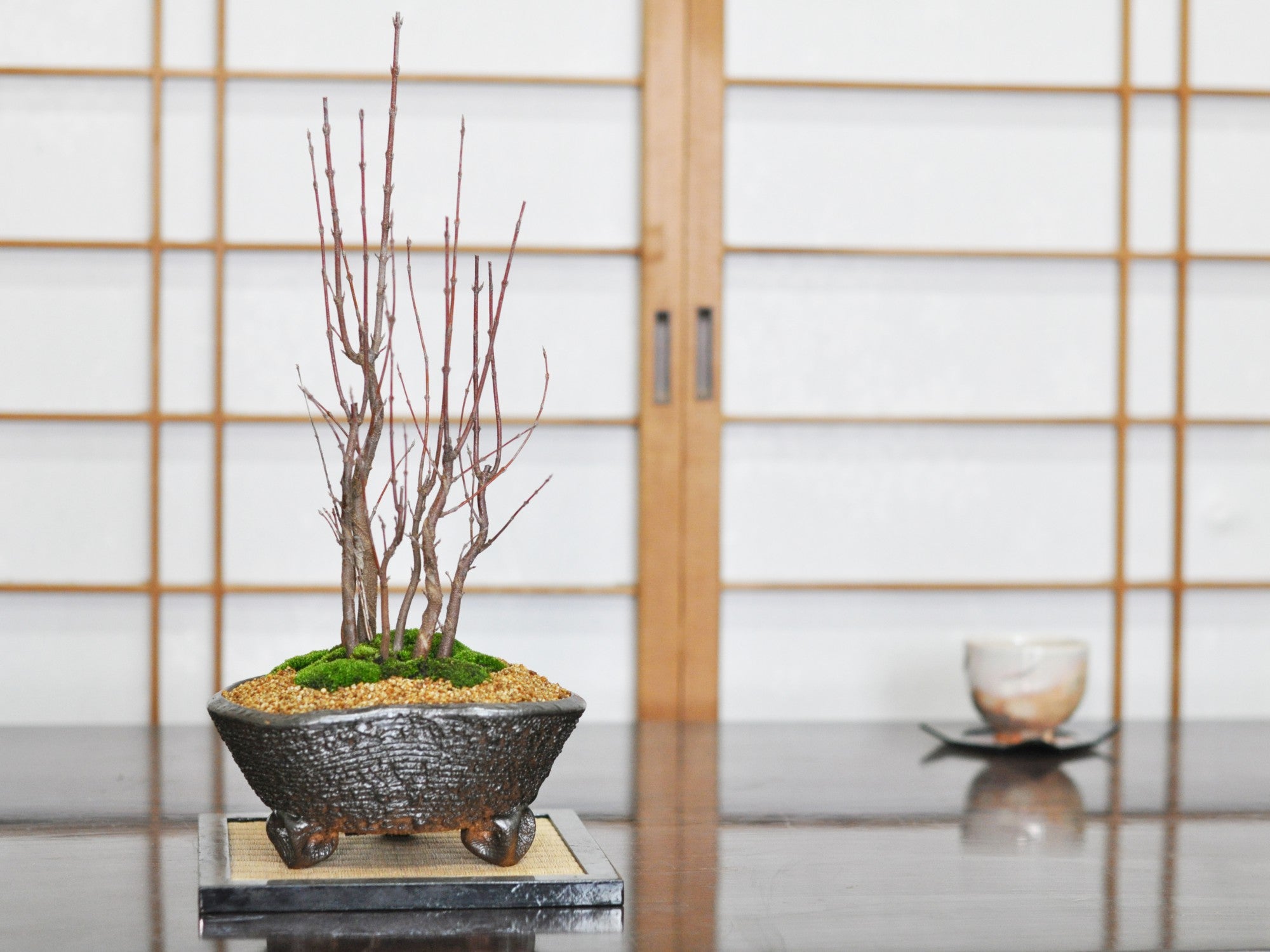 大品コハウチワカエデ寄植盆栽 2 （コハウチワカエデ