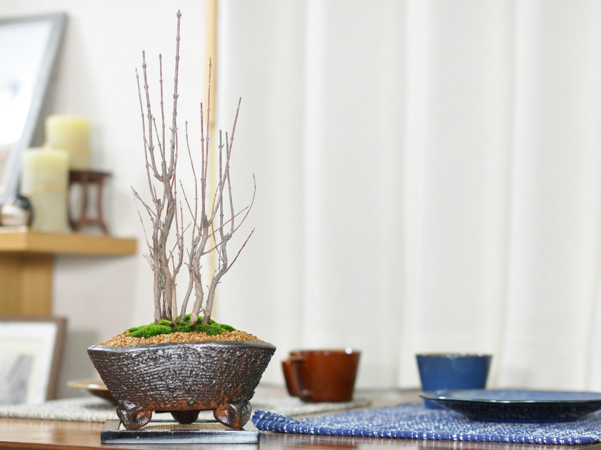 楓の寄植えの盆栽の販売|盆栽妙 – 盆栽妙 本店 楓の寄植えの盆栽の販売|盆栽妙 – 盆栽妙 本店