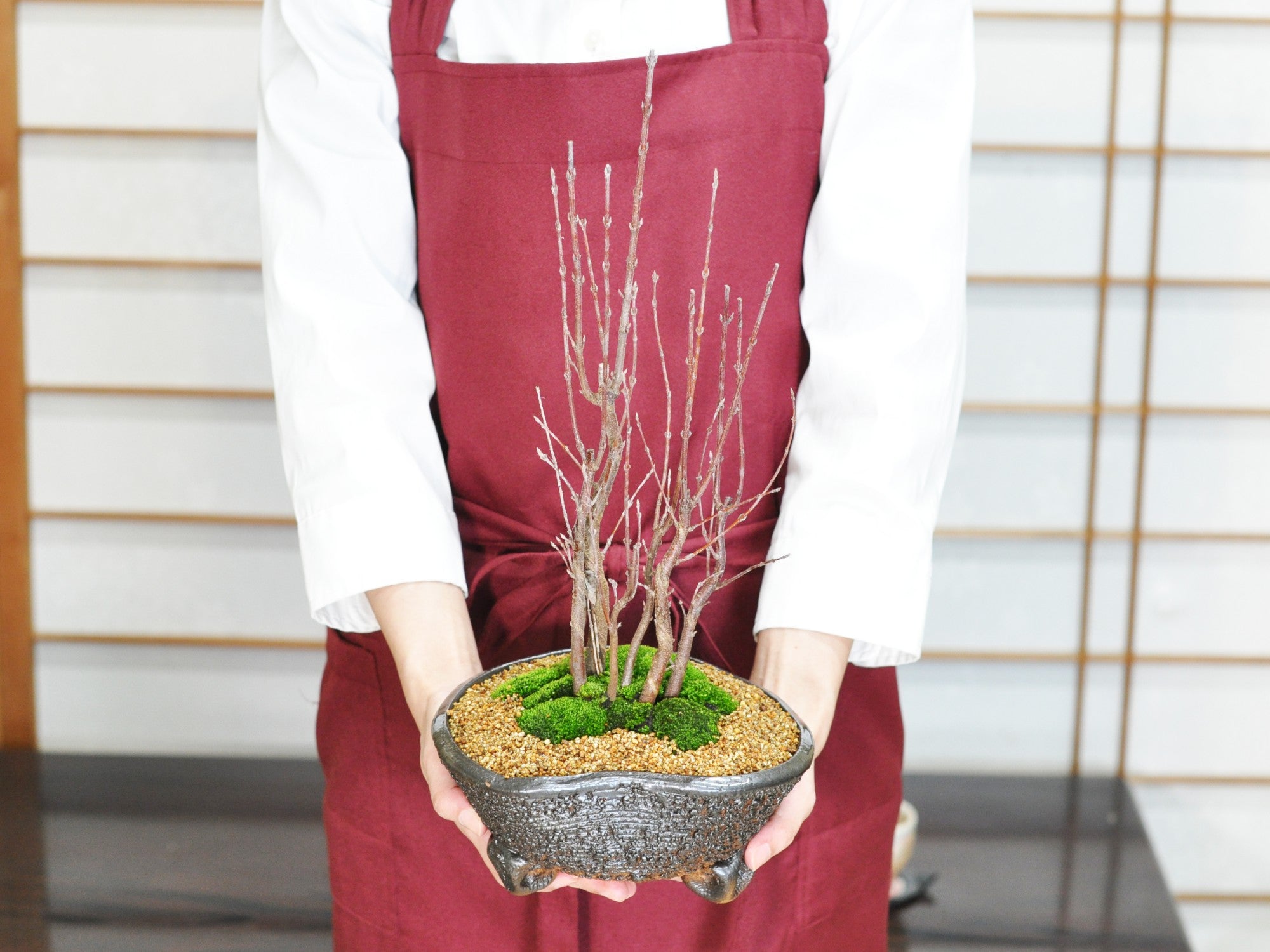 楓の寄植えの盆栽の販売｜盆栽妙 – 盆栽妙 本店