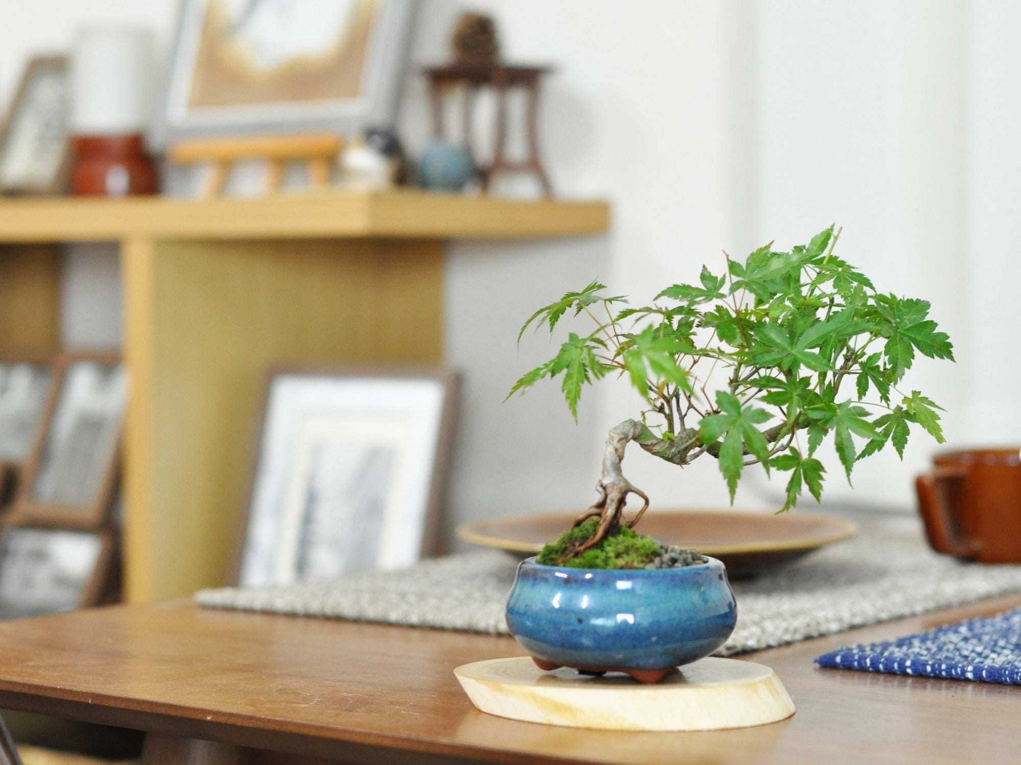 盆栽　山もみじ もみじ 盆栽 盆栽 山もみじ | 【公式EC】BONSAI IKUMA
