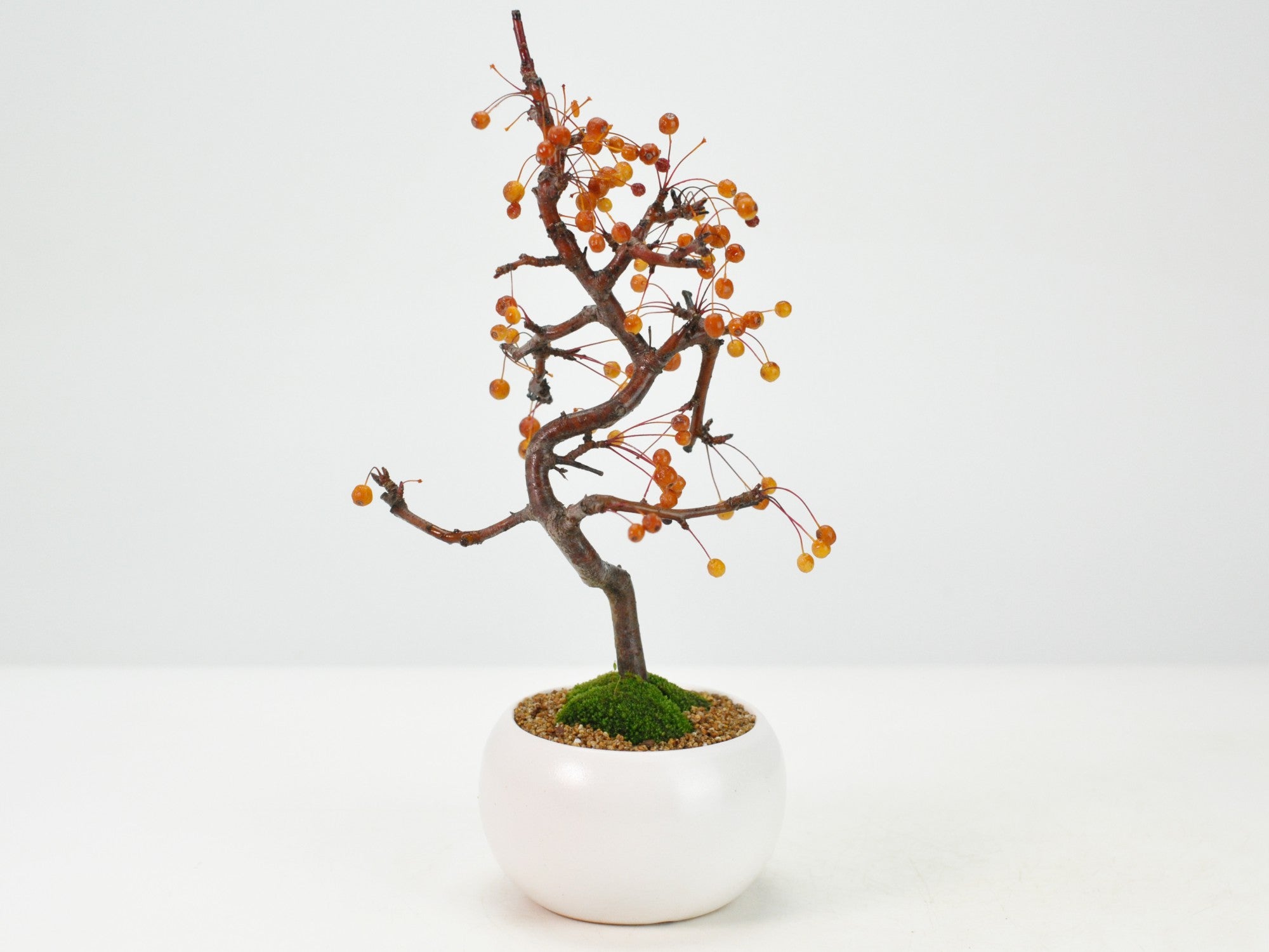 楽天市場】盆栽 酸実 樹高 約7cm ずみ Malus toringo ズミ 実物