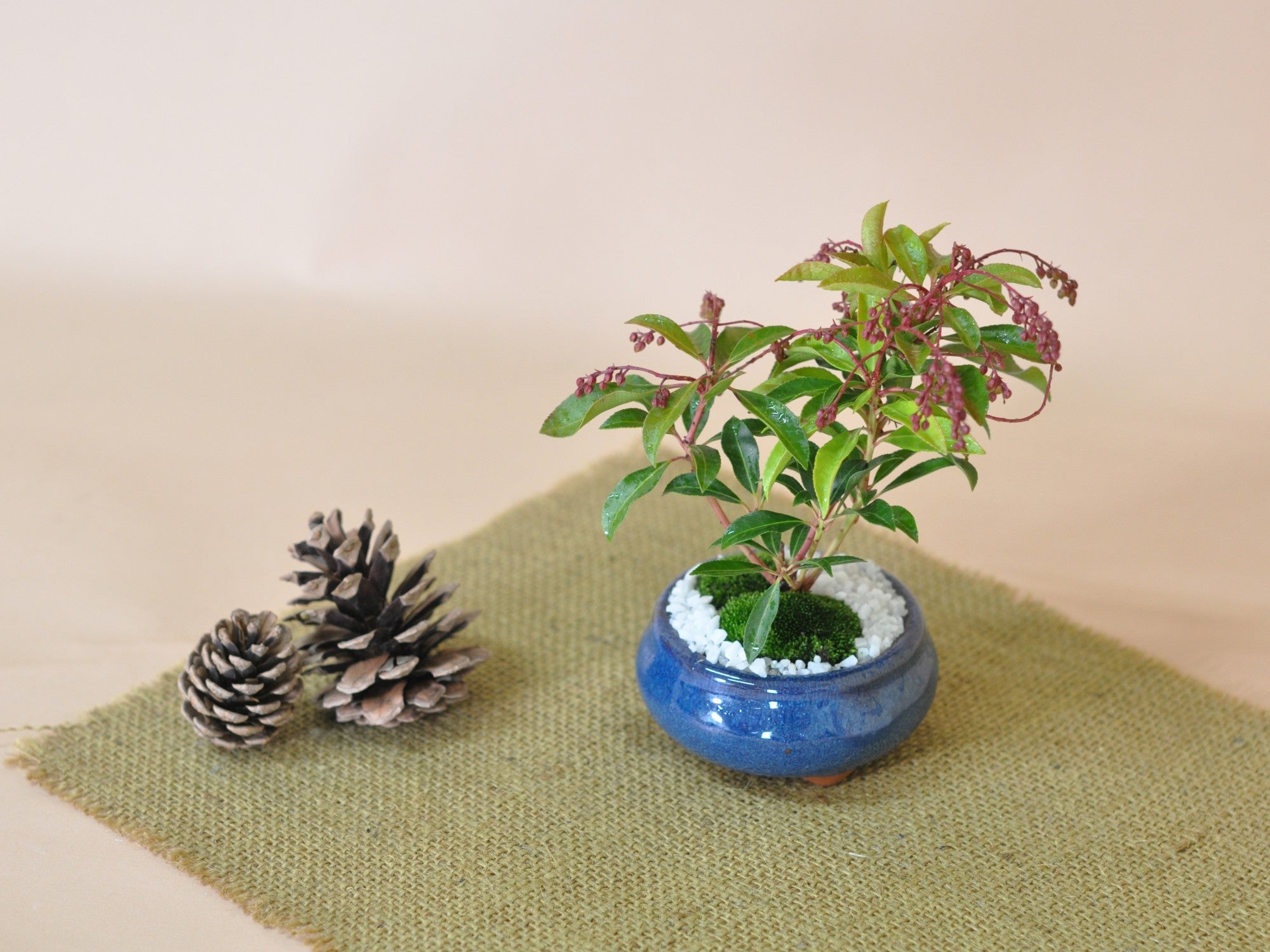 アセビ 赤花の盆栽の販売｜盆栽妙 – 盆栽妙 本店