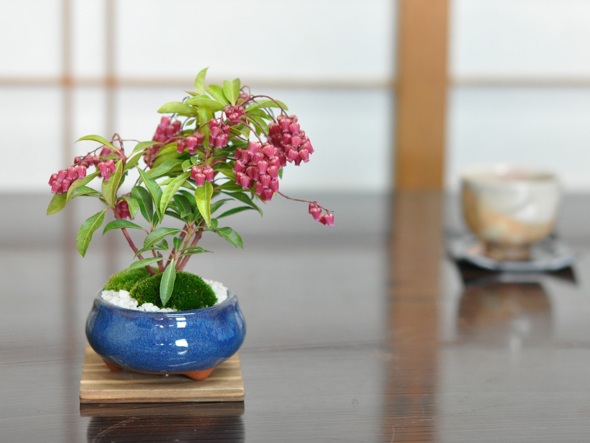 お盆特価！厳選アセビ。 アセビ 【花木苗 4号】｜ 【植物のITANSE】全品送料無料