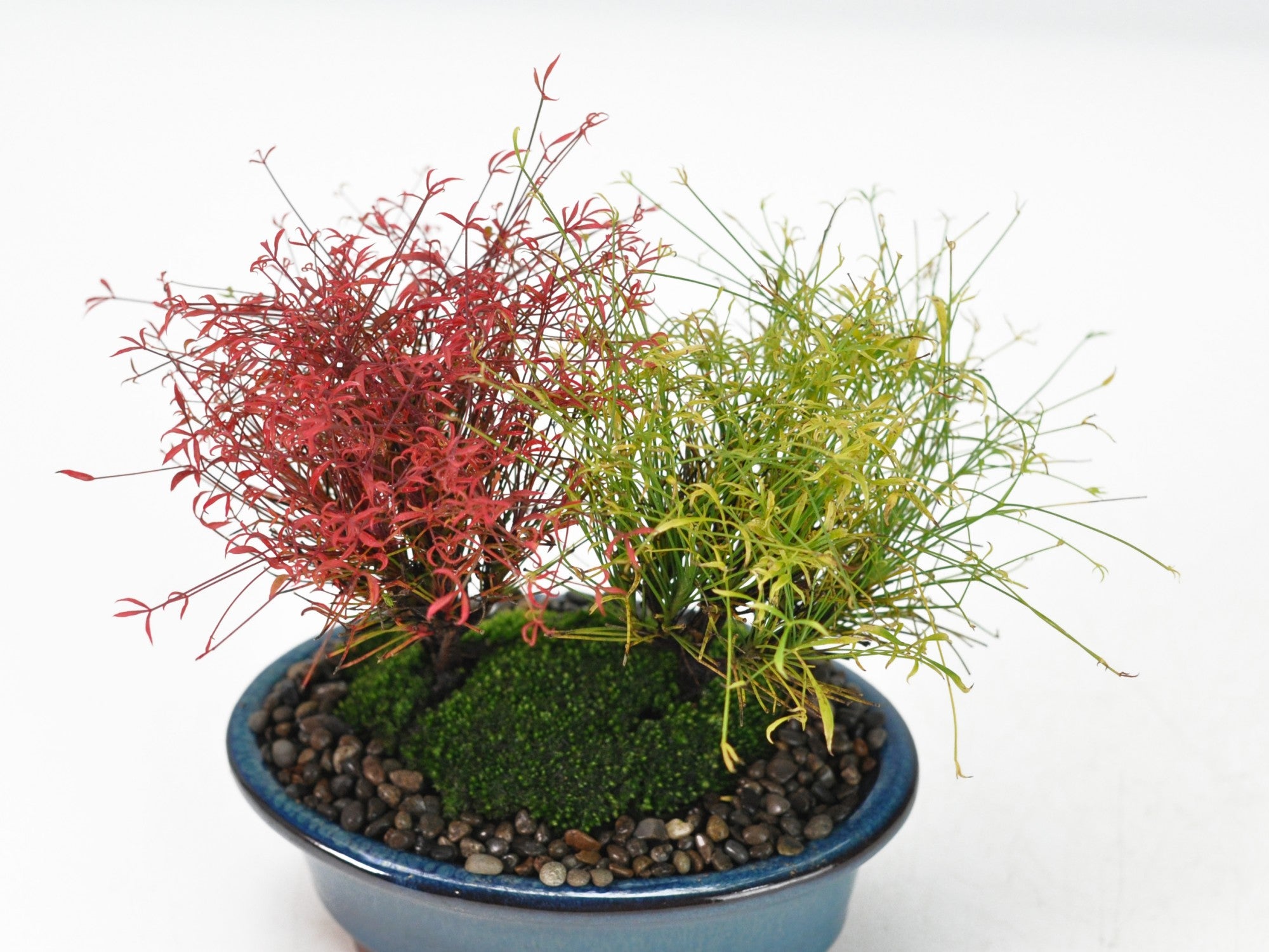 錦糸南天 寄植えの盆栽の販売｜盆栽妙 – 盆栽妙 本店