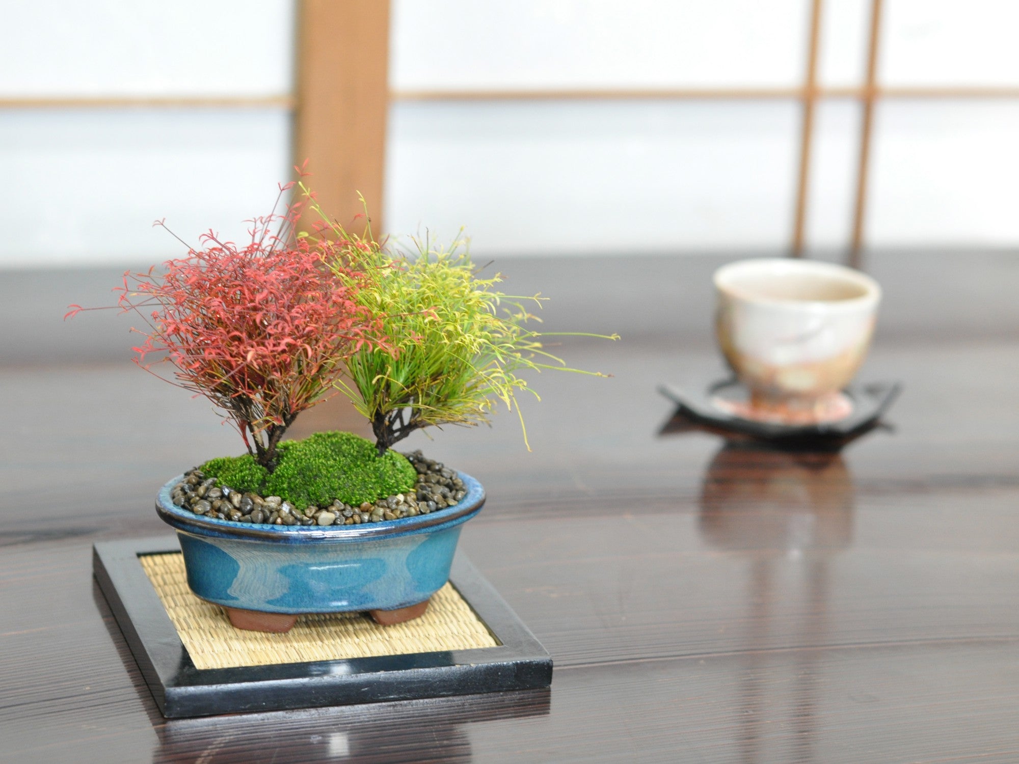 錦糸南天 寄植えの盆栽の販売｜盆栽妙 – 盆栽妙 本店