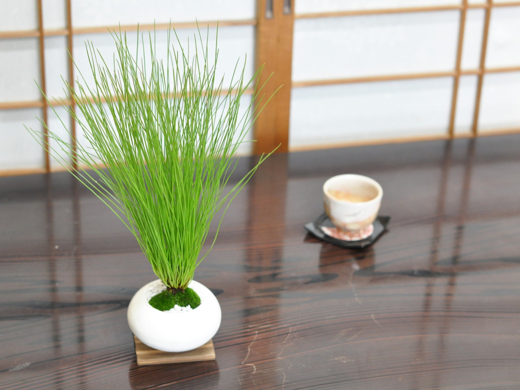 大王松(ダイオウショウ)の盆栽の販売|盆栽妙 – 盆栽妙 本店