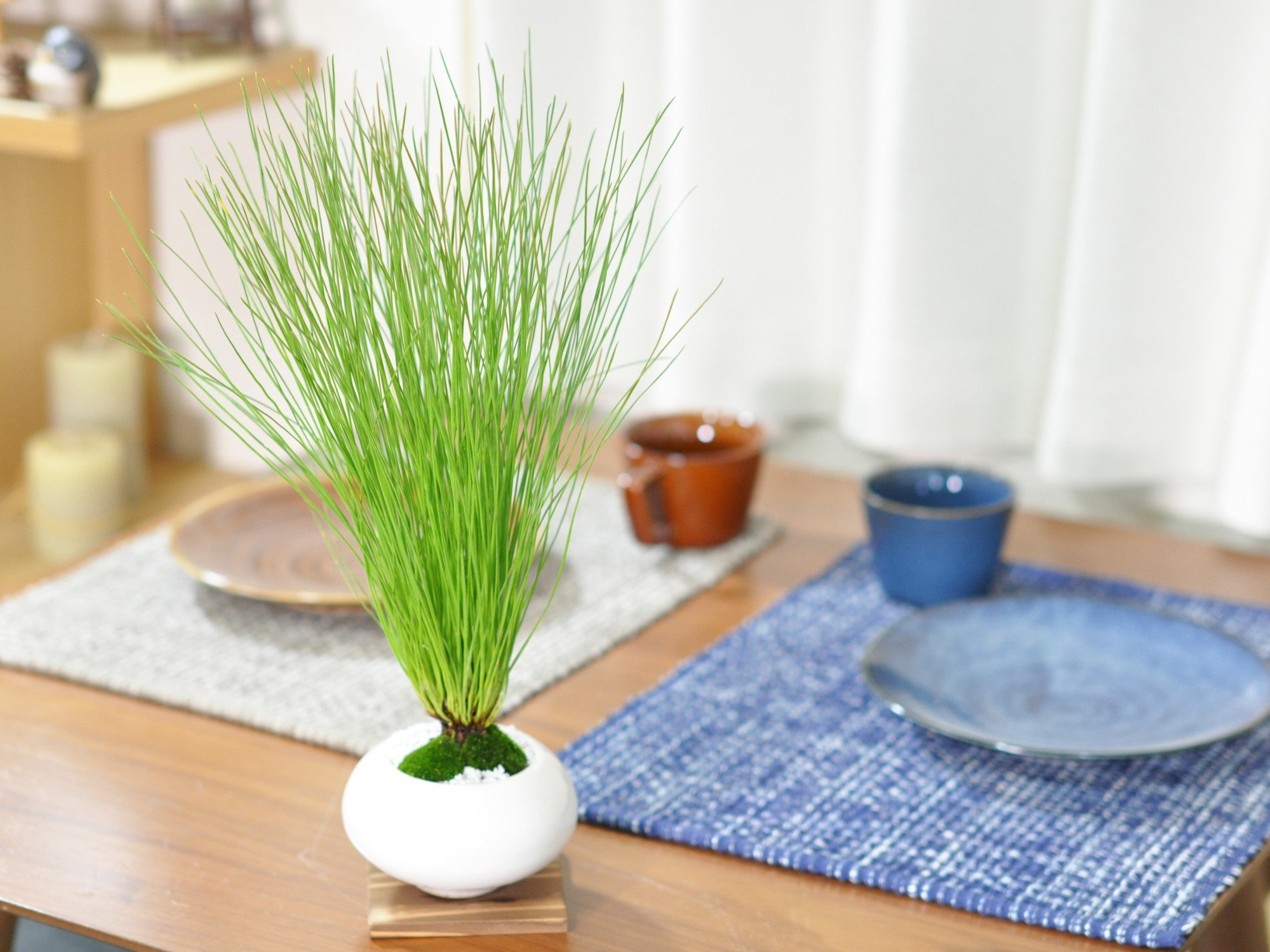 大王松(ダイオウショウ)の盆栽の販売｜盆栽妙 – 盆栽妙 本店