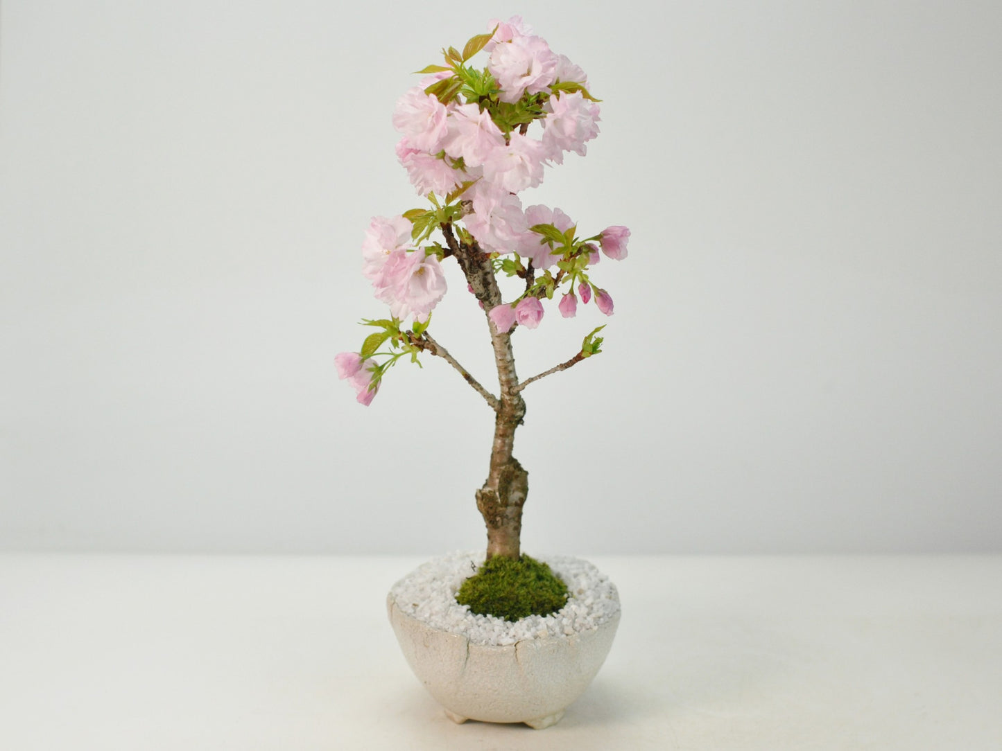 桜 楊貴妃