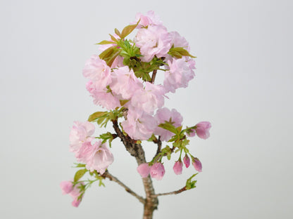桜 楊貴妃