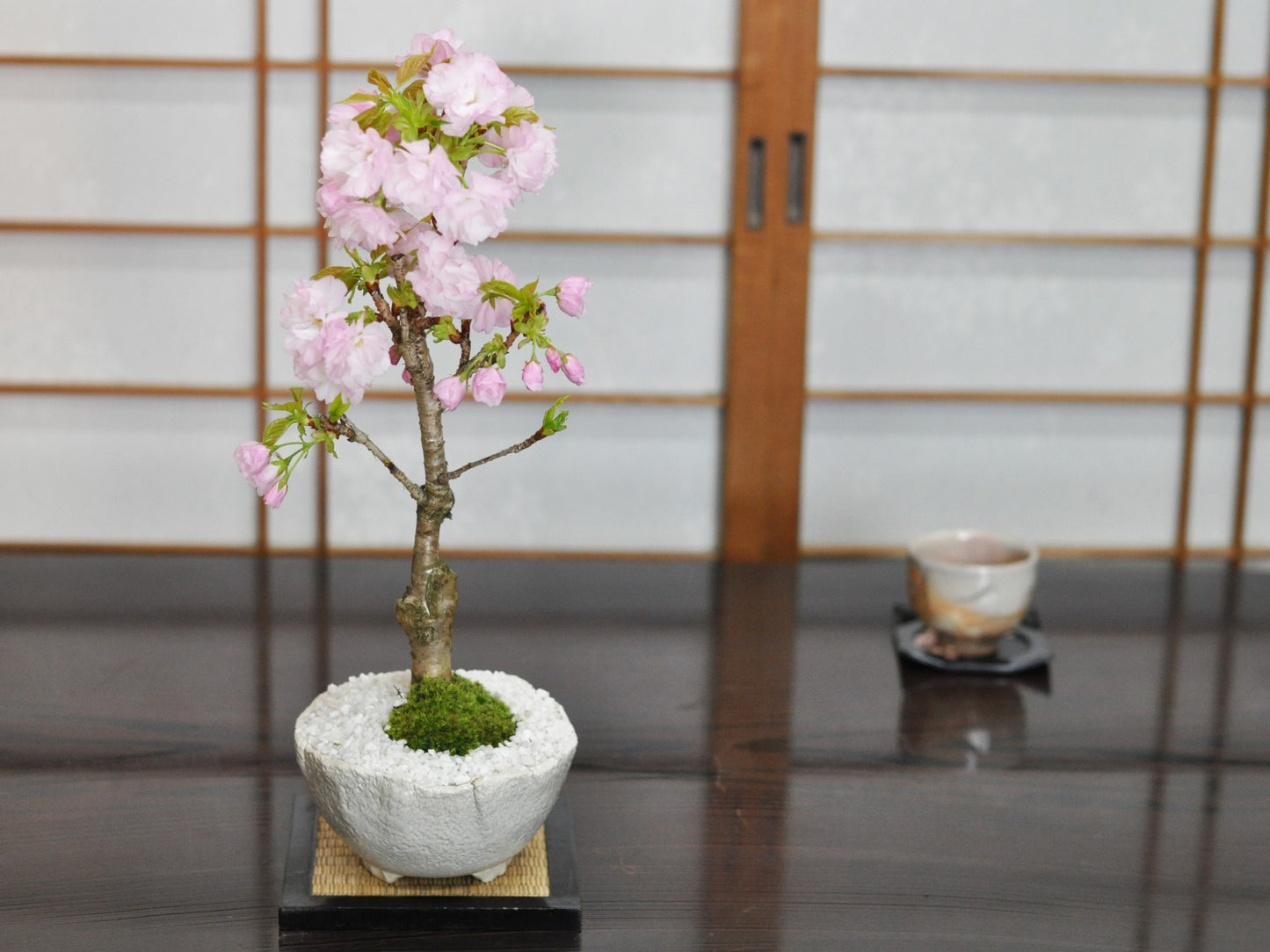 桜 楊貴妃