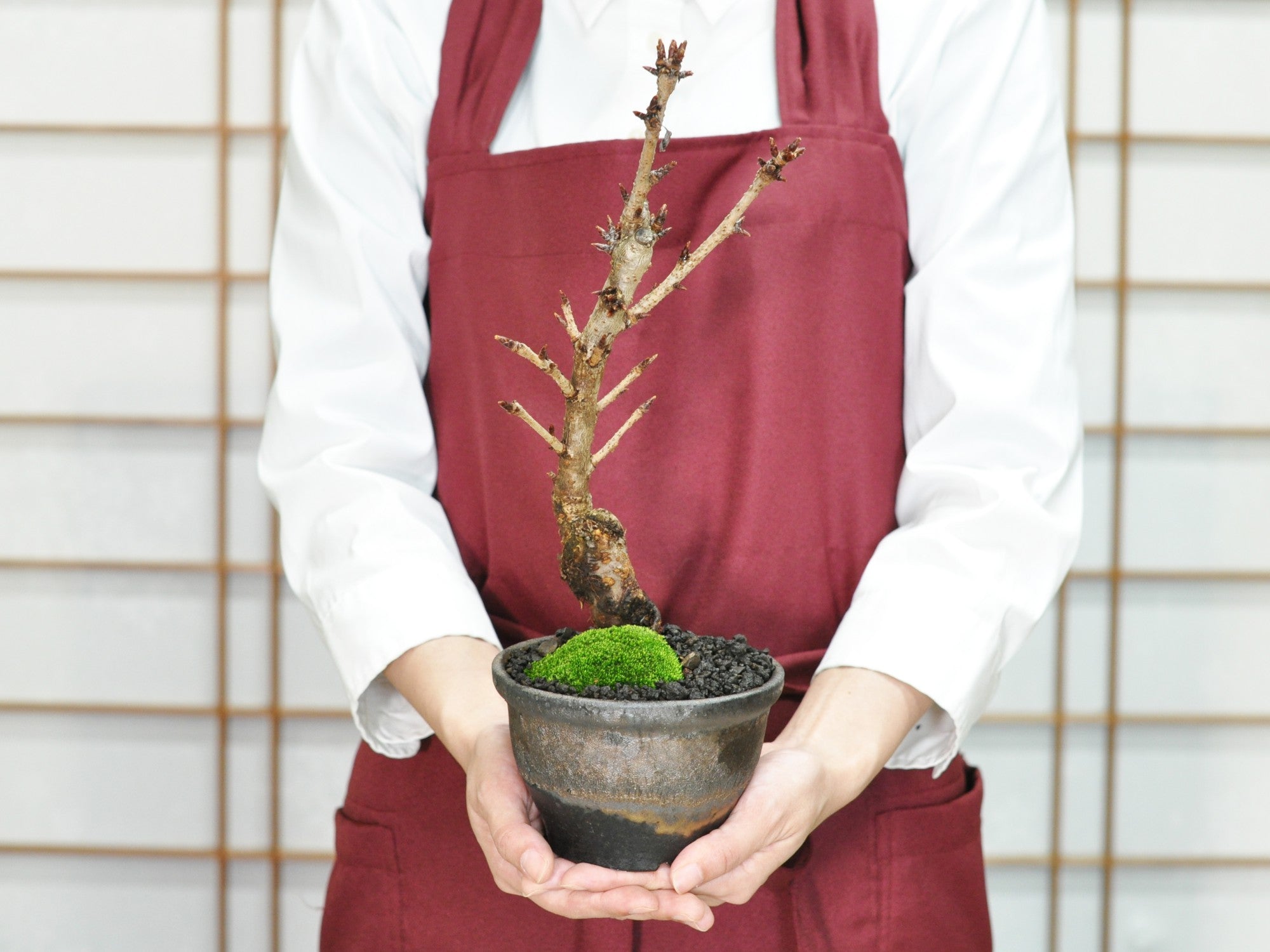 桜 御室有明の盆栽の販売｜盆栽妙 – 盆栽妙 本店