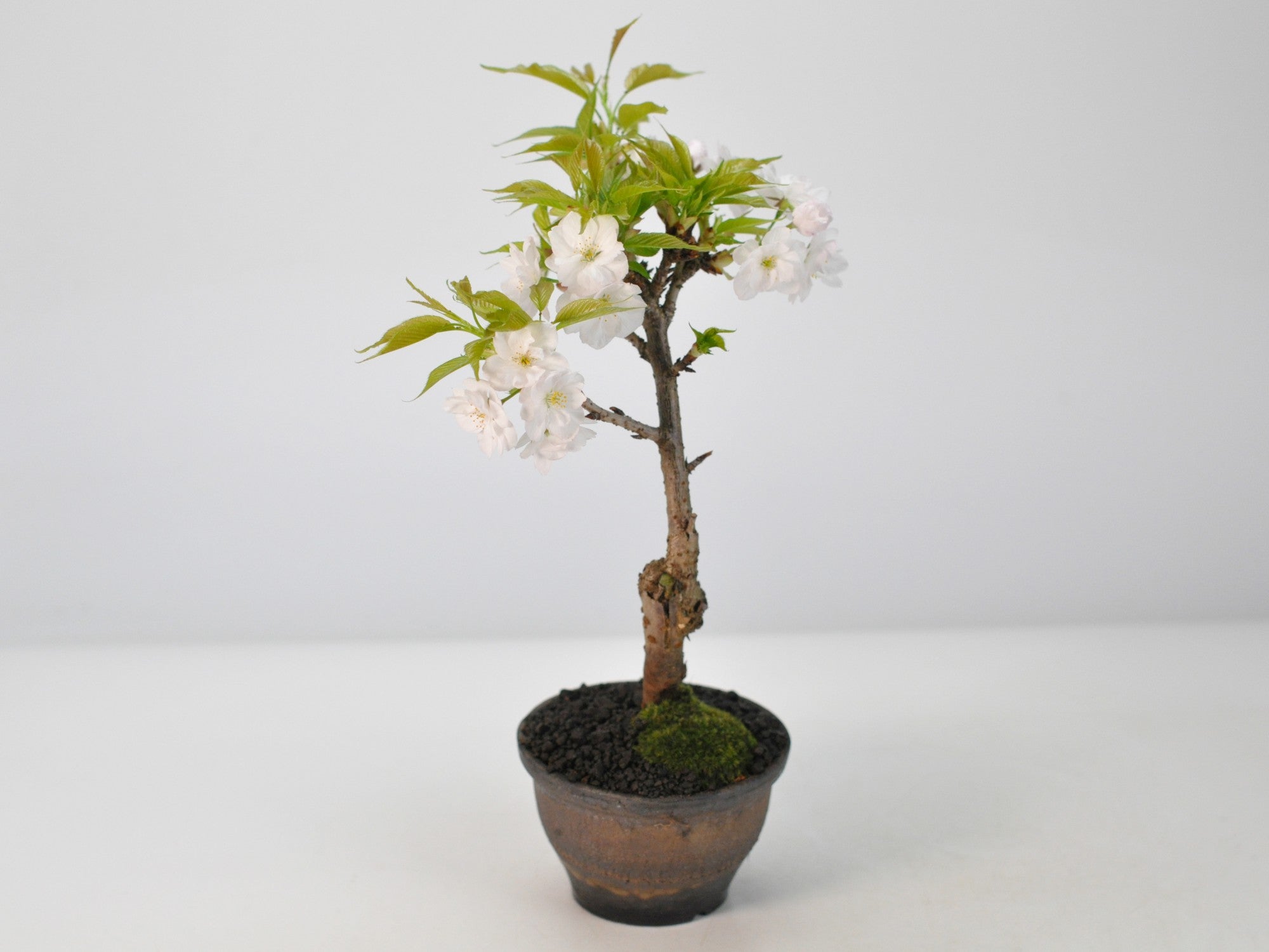桜 御室有明の盆栽の販売｜盆栽妙 – 盆栽妙 本店