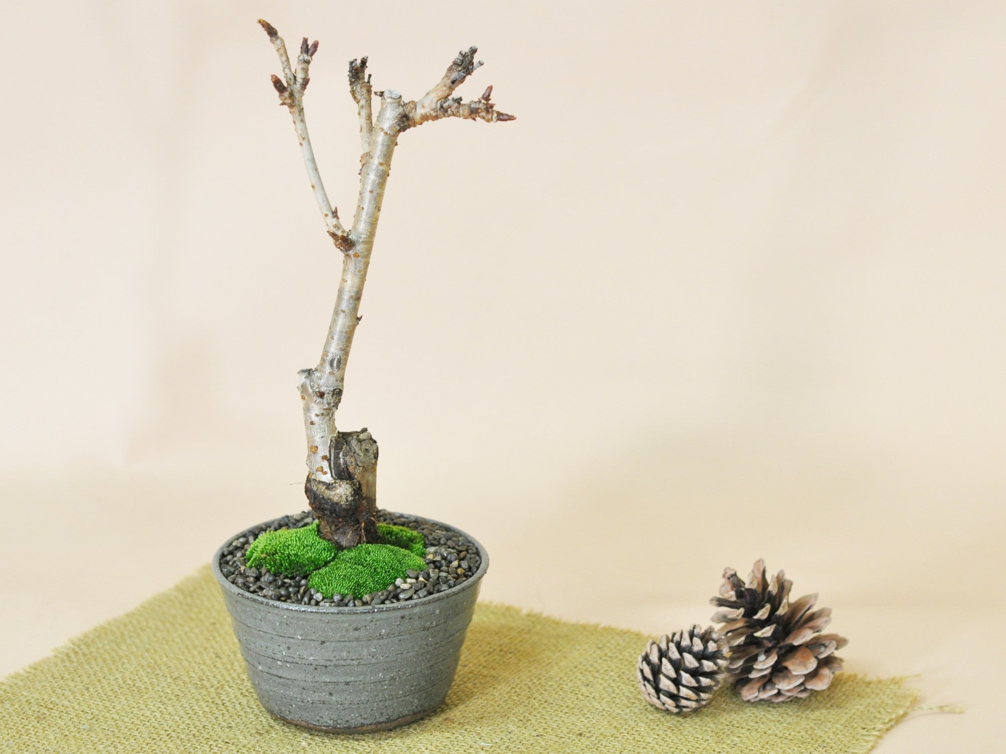 桜 関山の盆栽の販売｜盆栽妙 – 盆栽妙 本店