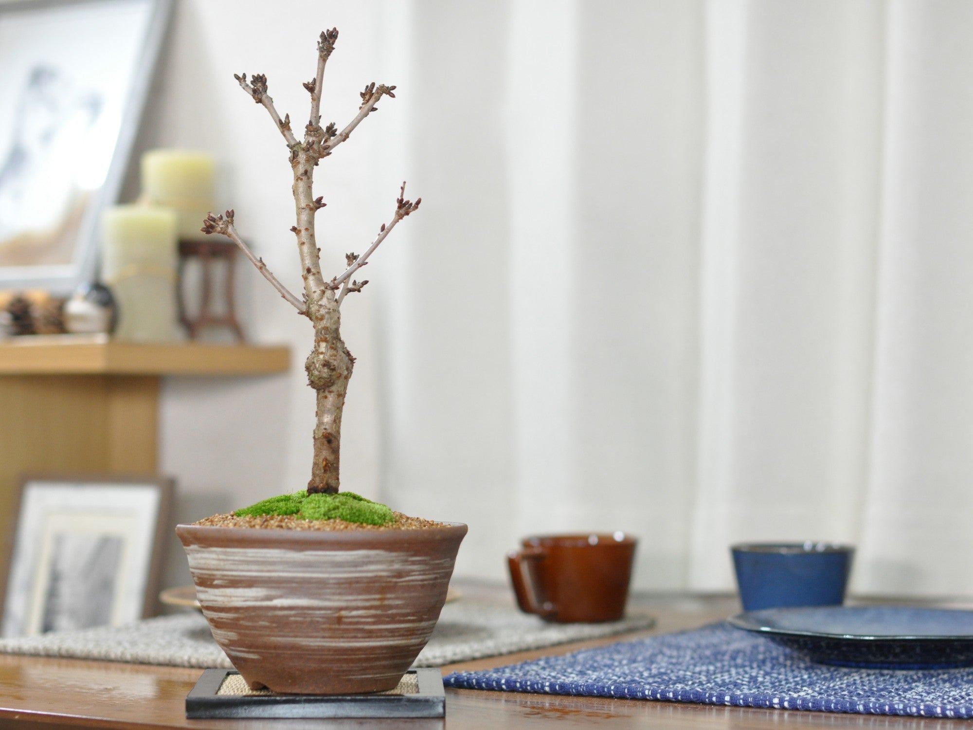 桜 御殿場桜の盆栽の販売｜盆栽妙 – 盆栽妙 本店