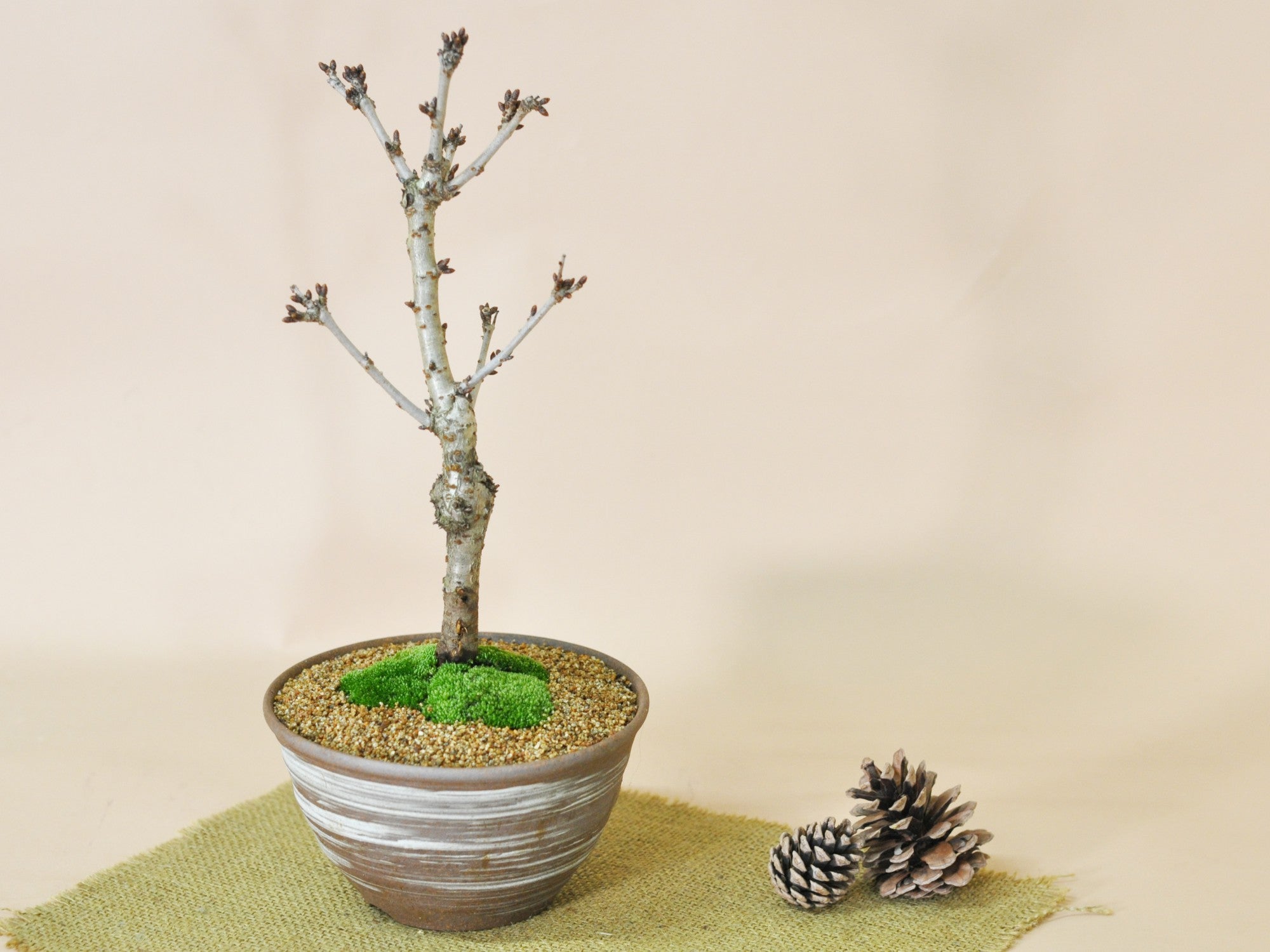 桜 御殿場桜の盆栽の販売｜盆栽妙 – 盆栽妙 本店