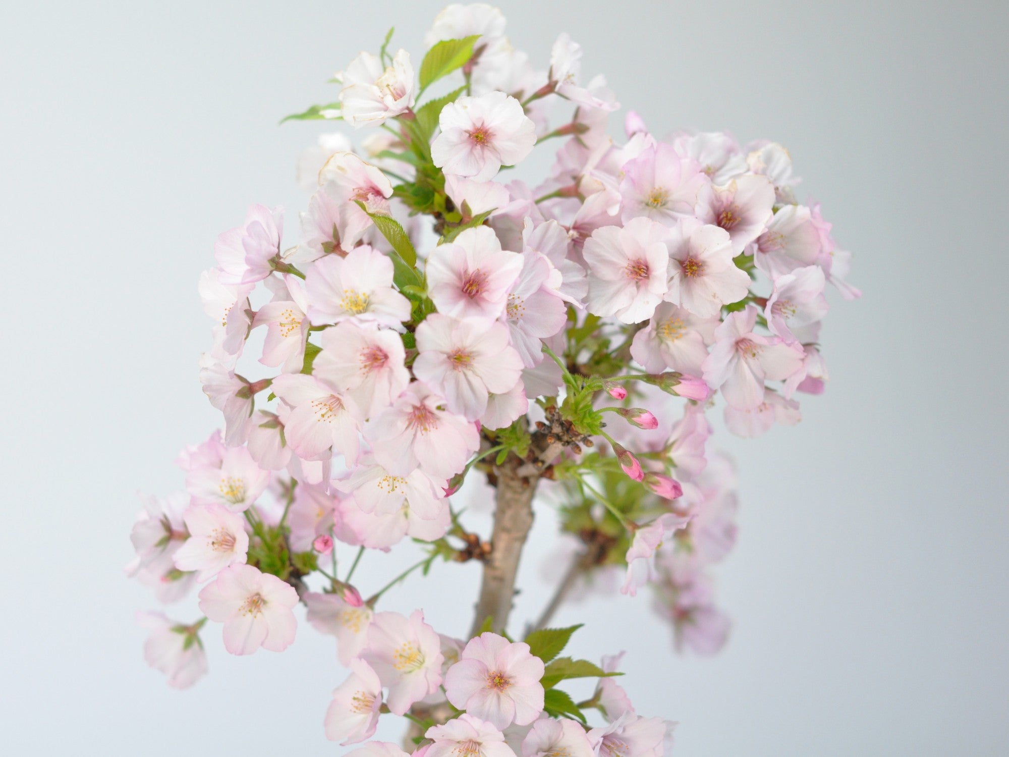 桜 御殿場桜の盆栽の販売｜盆栽妙 – 盆栽妙 本店