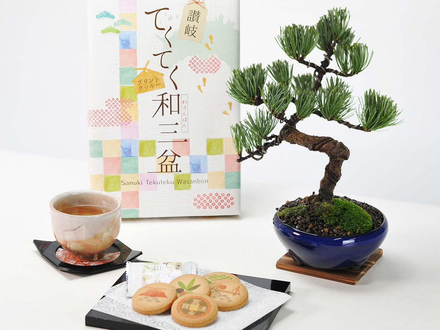 和三盆クッキーと五葉松 太鼓鉢