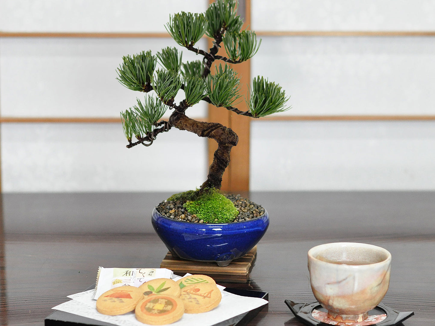 和三盆クッキーと五葉松 太鼓鉢