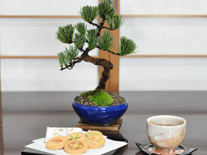 和三盆クッキーと五葉松 太鼓鉢