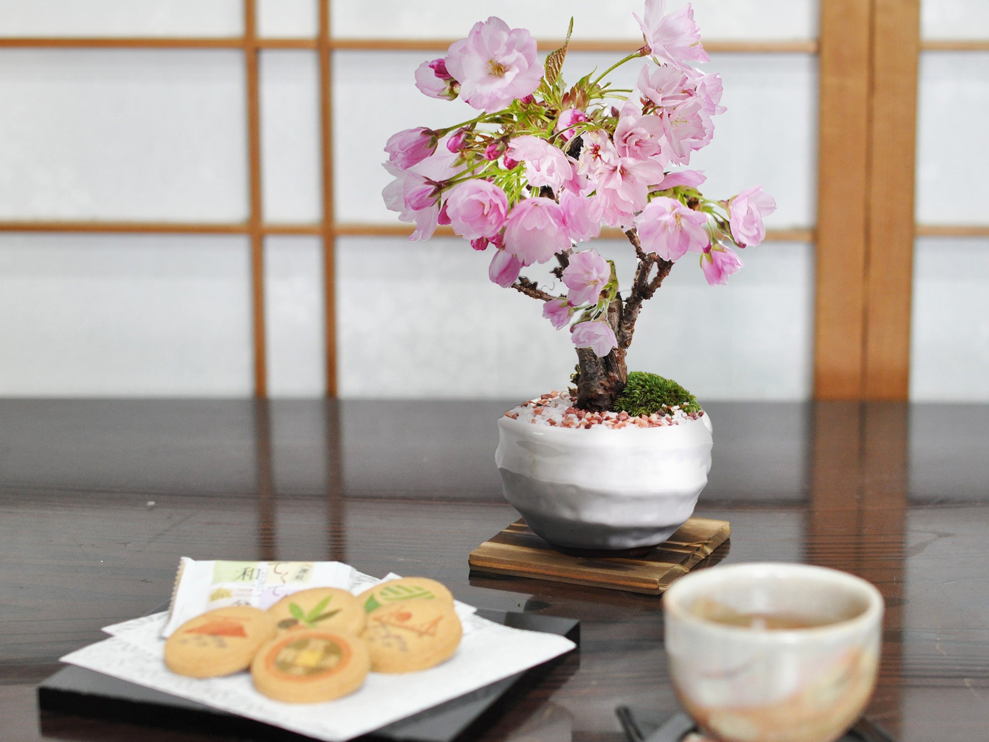和三盆クッキーとミニ桜 白波和鉢の盆栽の販売｜盆栽妙 – 盆栽妙 本店