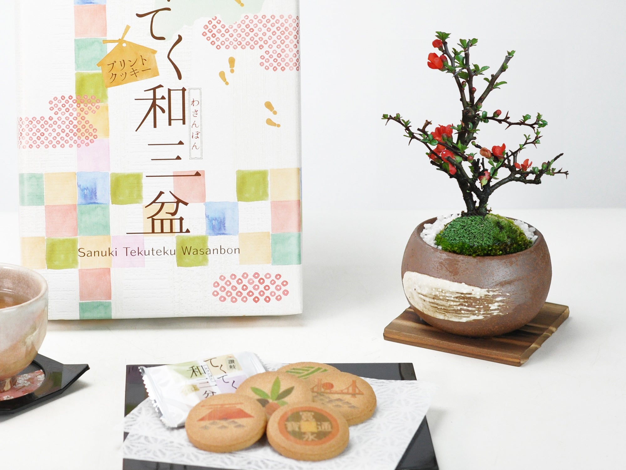 和三盆クッキーとミニ長寿梅 ハケメ丸鉢の盆栽の販売｜盆栽妙 – 盆栽妙