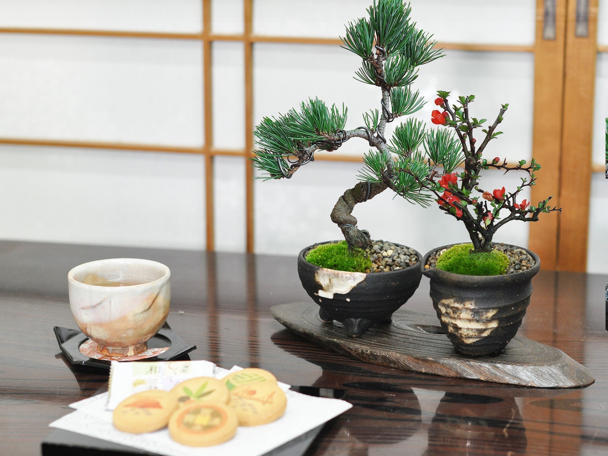 和三盆クッキーと松と長寿梅のペアセット の盆栽の販売｜盆栽妙 – 盆栽