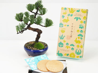 和三盆ゴーフレットと五葉松 太鼓鉢